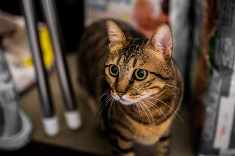 A cat in some sort of urban setting