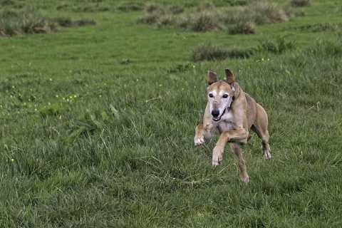 A grey-brown dog bounding towards the photographer