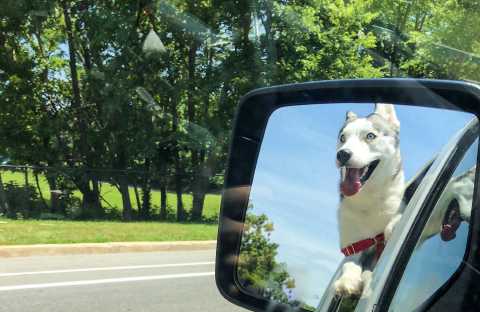 A dog leaning out a window, as seen from a rear-view mirror.