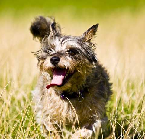 Silly dog, shaggy, ears back, tongue wagging