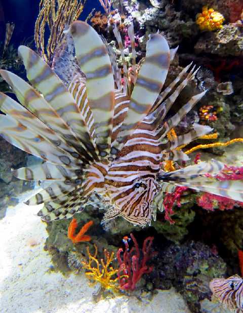 A lion fish near the sea floor