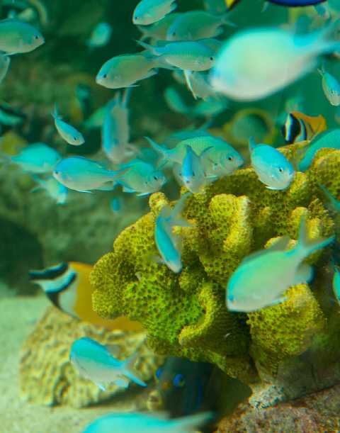 Blue fish in front of yellow coral